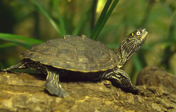 Basic Info about Mississippi Map Turtle