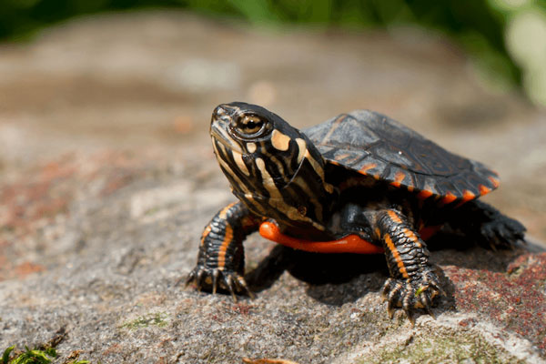 Basic Info about Painted Turtle 