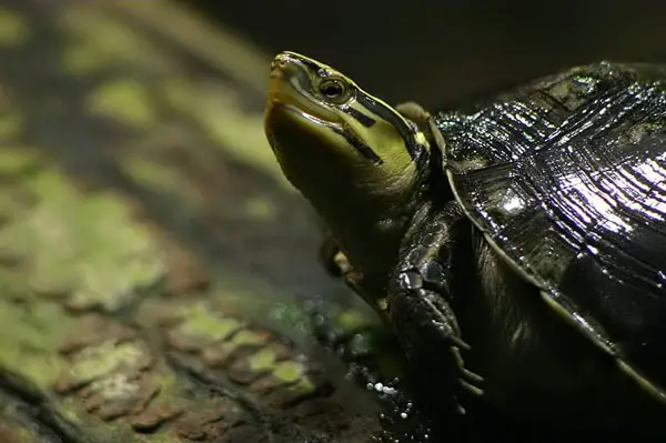 Basic Information About Asian Box Turtles