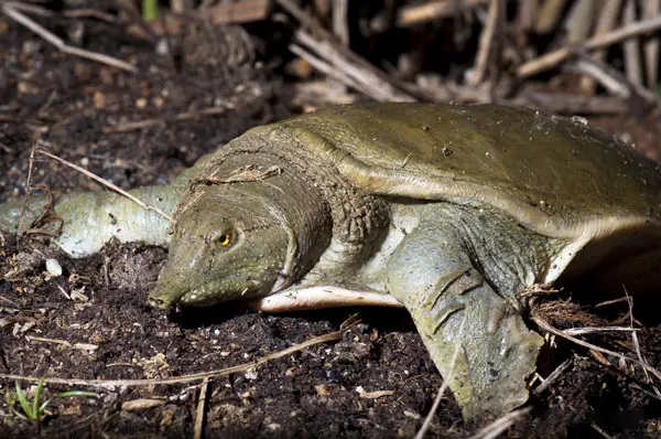 Basic information about Chinese Softshell Turtles