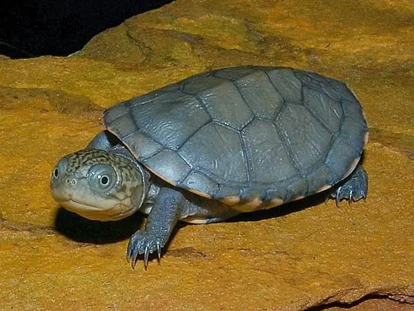 Behavioural Features Of the African Helmeted Turtle