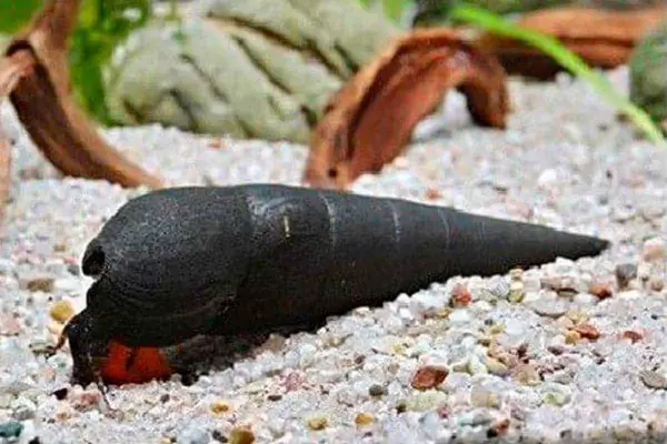 Black devil snail