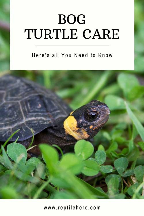 Bog Turtle Care