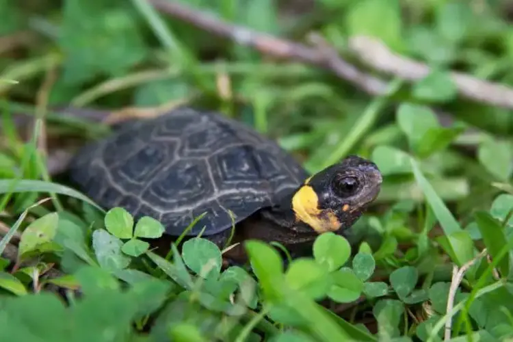 Bog Turtle Care – Here’s all You Need to Know