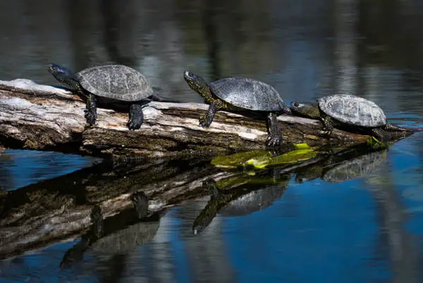 Can You Keep A European Pond Turtle As A Pet