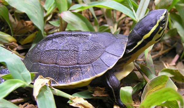 Can You Keep Asian Box Turtle As A Pet