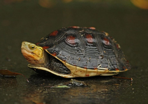 Can You Keep Chinese Box Turtles as a Pet