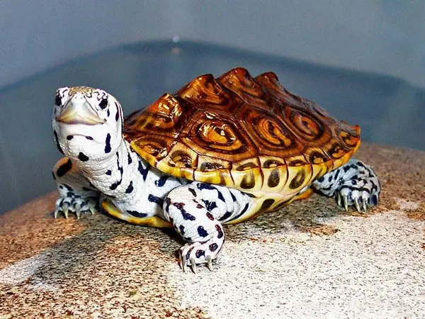 Can You Keep Diamondback Terrapin as a Pet