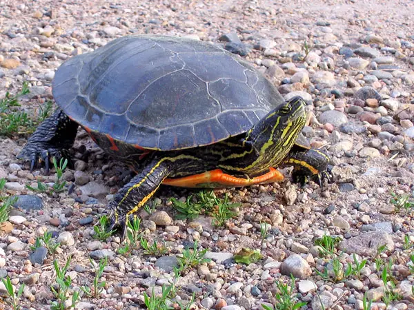Can You Keep a Painted Turtle as a Pet