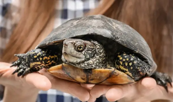 Can turtles recognize their owners