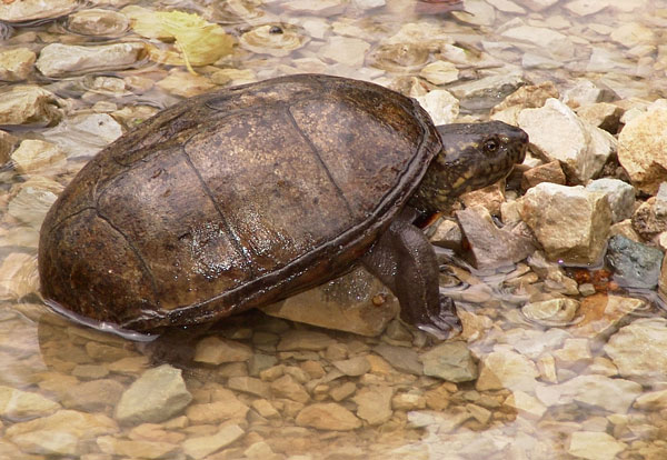 Can you Keep Mud Turtles as Pets