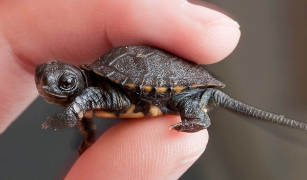 Can you keep Western Pond Turtle as a pet