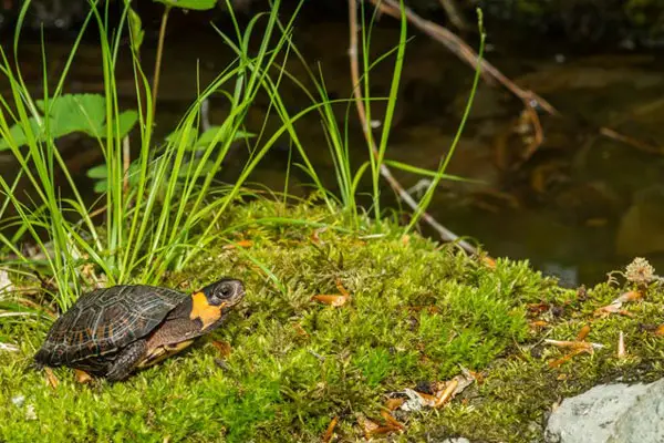 Can you keep a bog turtle as a pet