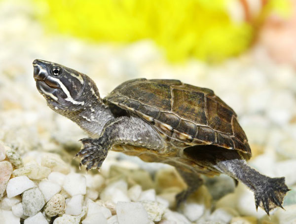 Can you keep a musk turtle as a pet
