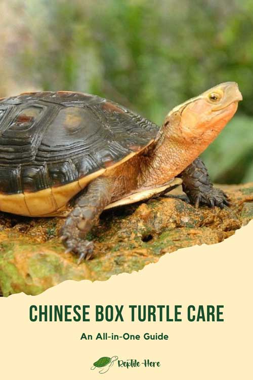 Chinese Box Turtle Care