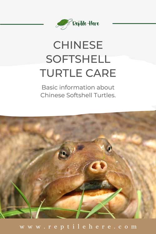 Chinese Softshell Turtle care