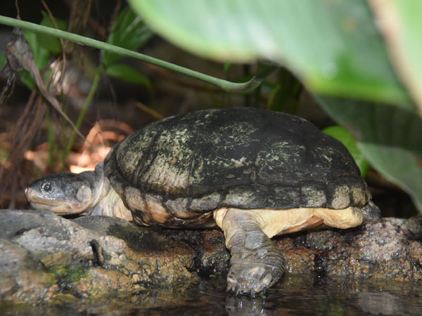 Common Diseases Of The African Helmeted Turtle
