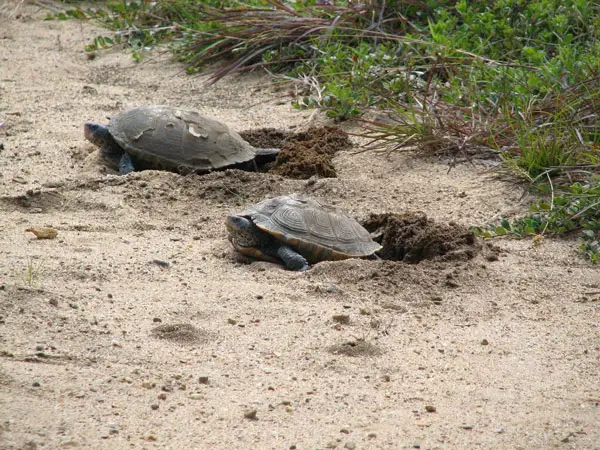 Diamondback Terrapin Breeding Information 