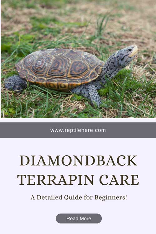 Diamondback Terrapin Care