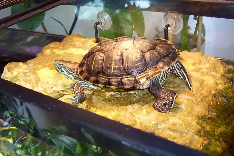 Drain Flies In Turtle Tank