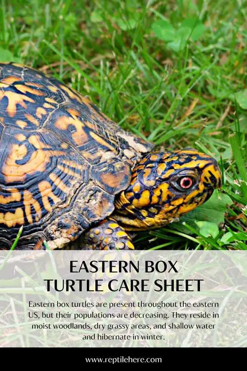 Eastern Box Turtle Care Sheet