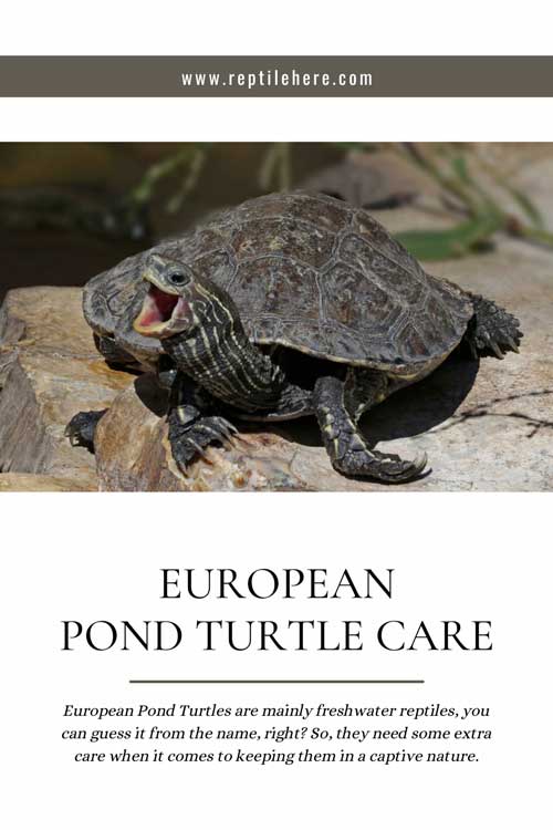 European Pond Turtle Care