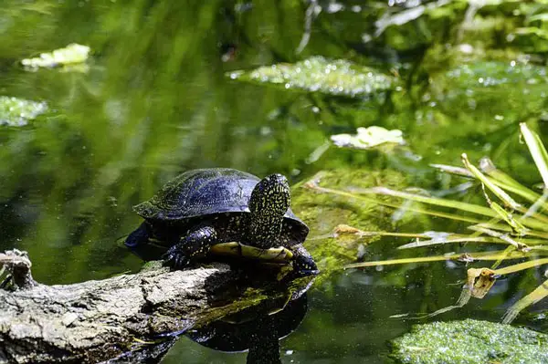 European Pond Turtle Lighting Management For Temperature