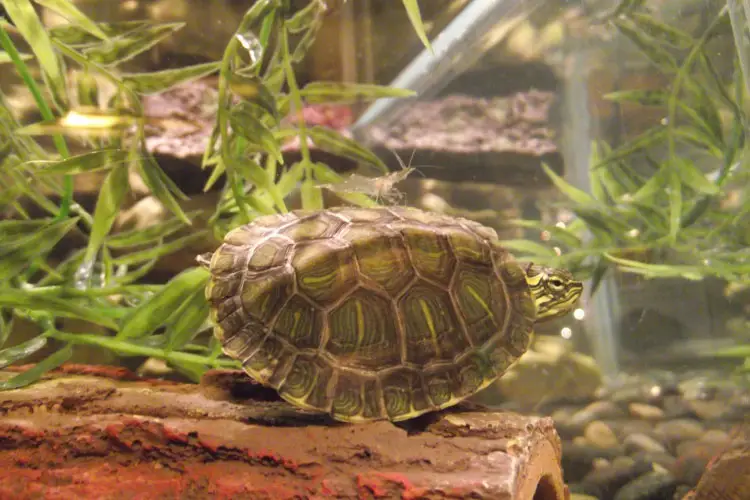 Ghost Shrimp In Turtle Tank