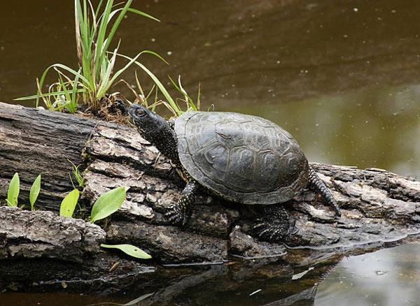 How To Take Care Of A European Pond Turtle