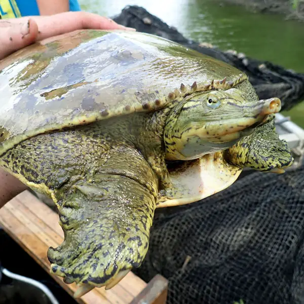 How To Take Care Of A Spiny Softshell