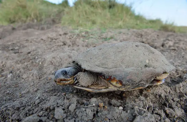 How To Take Care Of African Helmeted Turtle