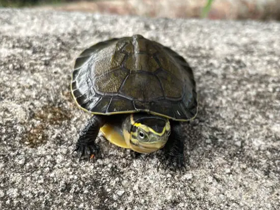 How To Take Care Of An Asian Box Turtle