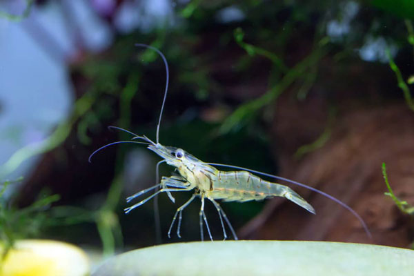 How do ghost shrimp help clean tank