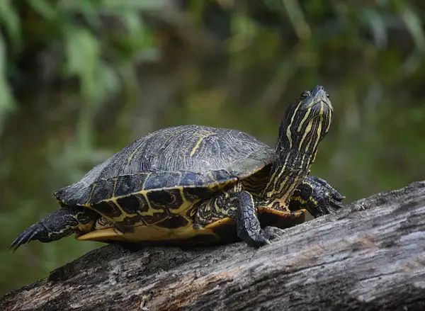 How do you bond with turtles