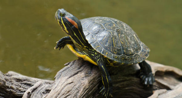 How do you know if a turtle is stressed