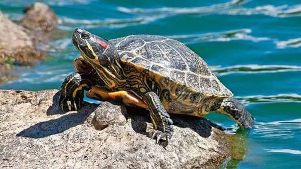 How do you stop your turtle from eating rocks