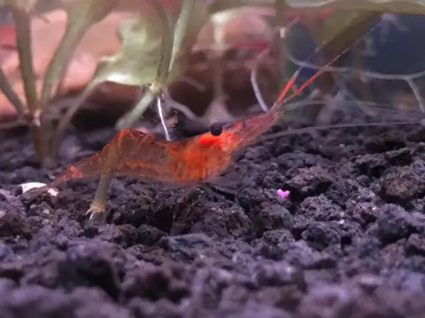 How many ghost shrimp to put in a turtle tank