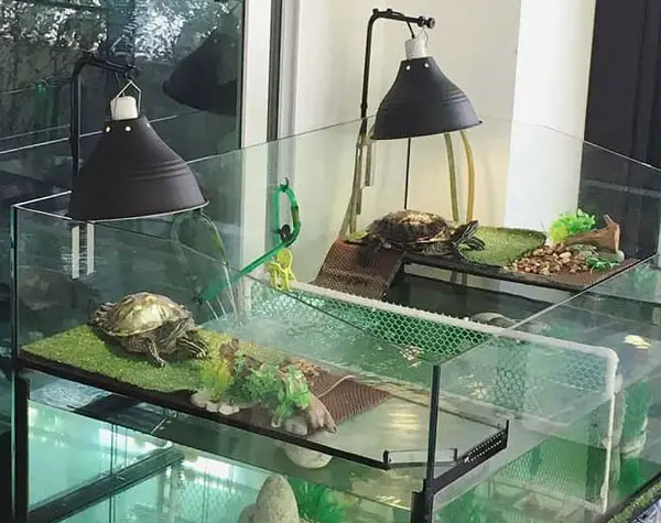 How much water should be in a turtle tank