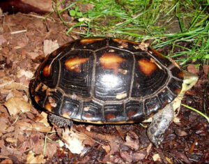 Chinese Box Turtle Care: An All-in-One Guide