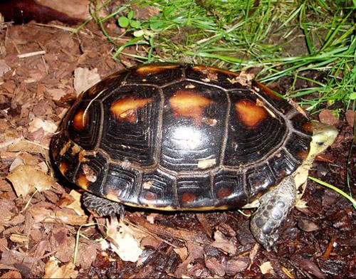 How to Take Care of a Chinese Box Turtle