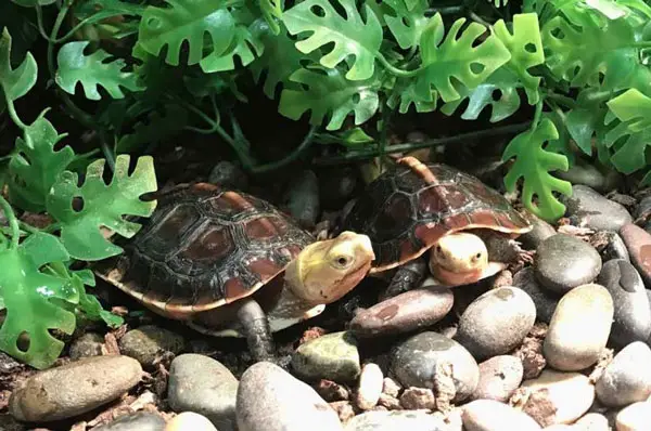 How to Take Care of a Chinese Box Turtle