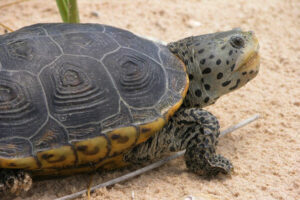 Diamondback Terrapin Care: A Detailed Guide for Beginners!