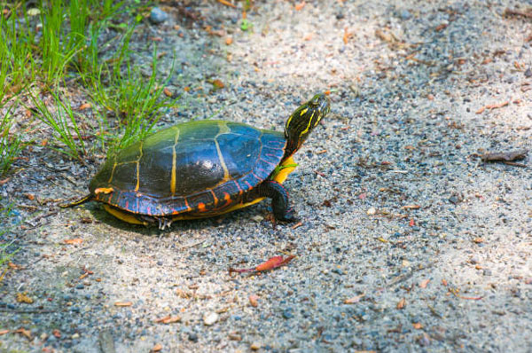 How to Take Care of a Painted Turtle