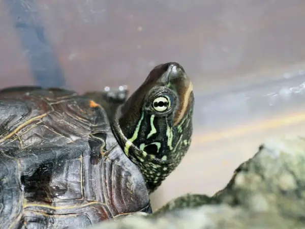 How to Take Care of a Reeves Turtle