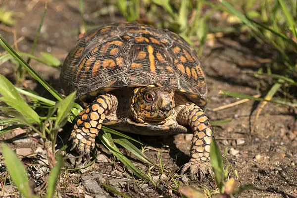 How to Take Care of an Eastern Box Turtle