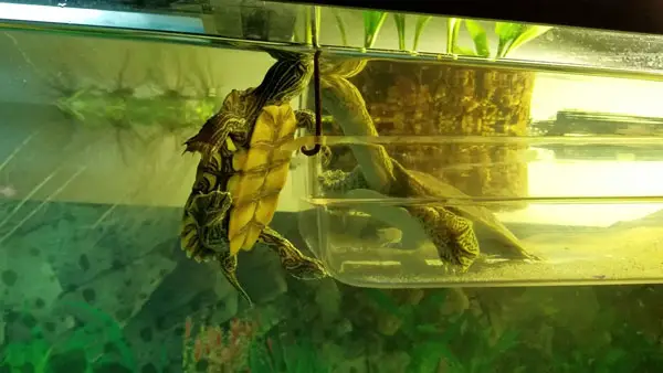 How to choose the best Chinese softshell turtle as a pet