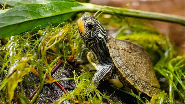 How to get rid of drain flies in turtle tank