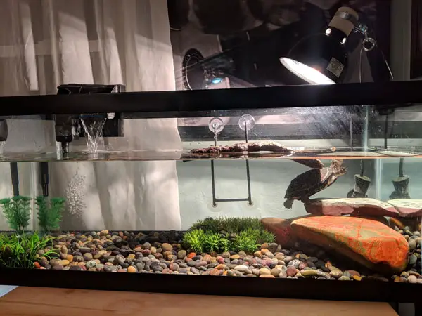 How to get rid of mold in turtle tank