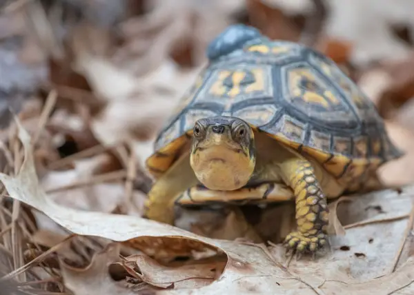 How to make a baby turtle happy