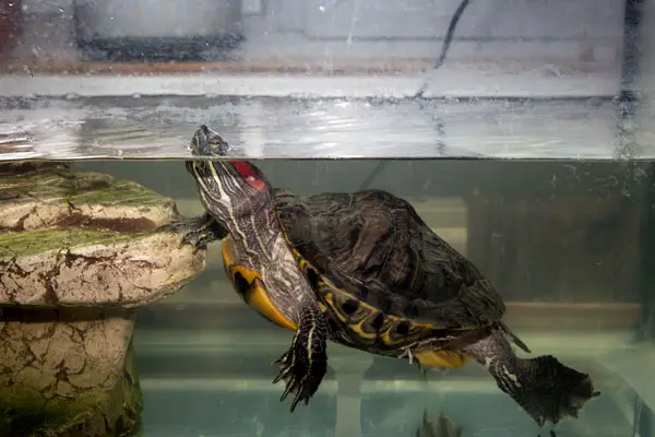 how-to-make-a-turtle-happy-what-to-put-in-a-turtle-tank